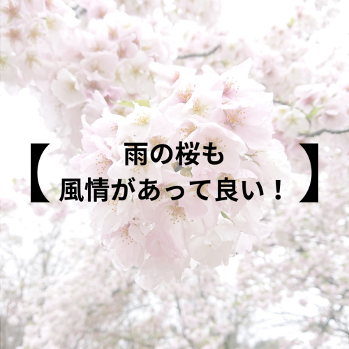【雨の桜も風情があって良い！】