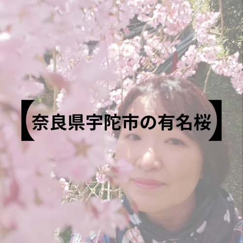 【奈良県宇陀市の有名桜】