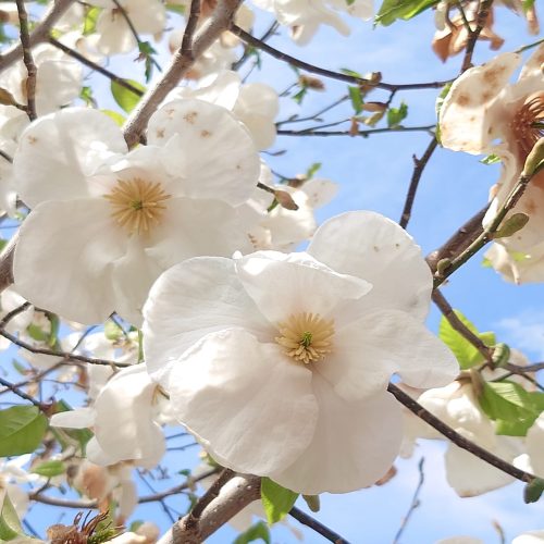 【京都の桜を満喫！】たった３分で関節がゆる・かるに！大阪市阿倍野区楽々健康ひろば幸彩(さちいろ)　整体院・ピラティス